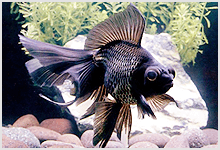 Black Moor Goldfish (Telescope)